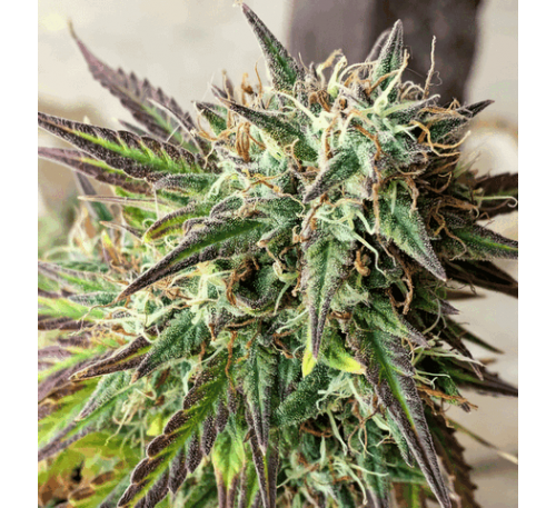 Печенинки Гьорлскаутів (Auto.Fem.) 1 шт. / Girls Scout Cookies 2022